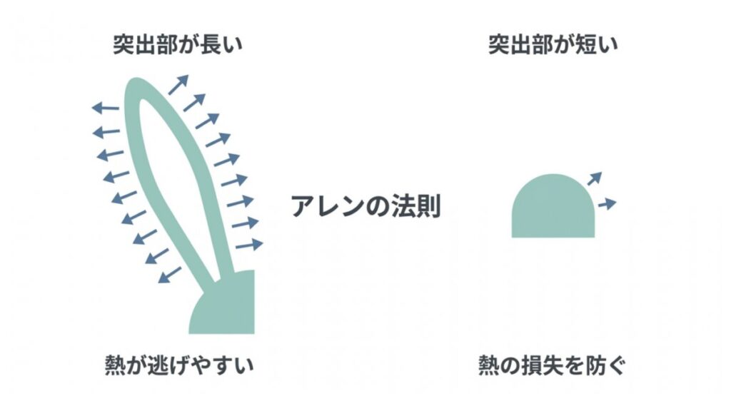アレンの法則における突出部の長短と熱放散・熱保持の違いを対比した比較図