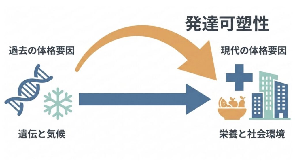 発達可塑性により過去の遺伝・気候と現代の栄養・社会環境を関連づける図解